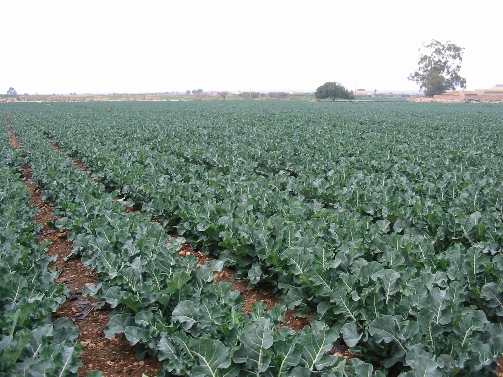 Agricultura investiga la incidencia de la Alternaria en el cultivo del bróculi