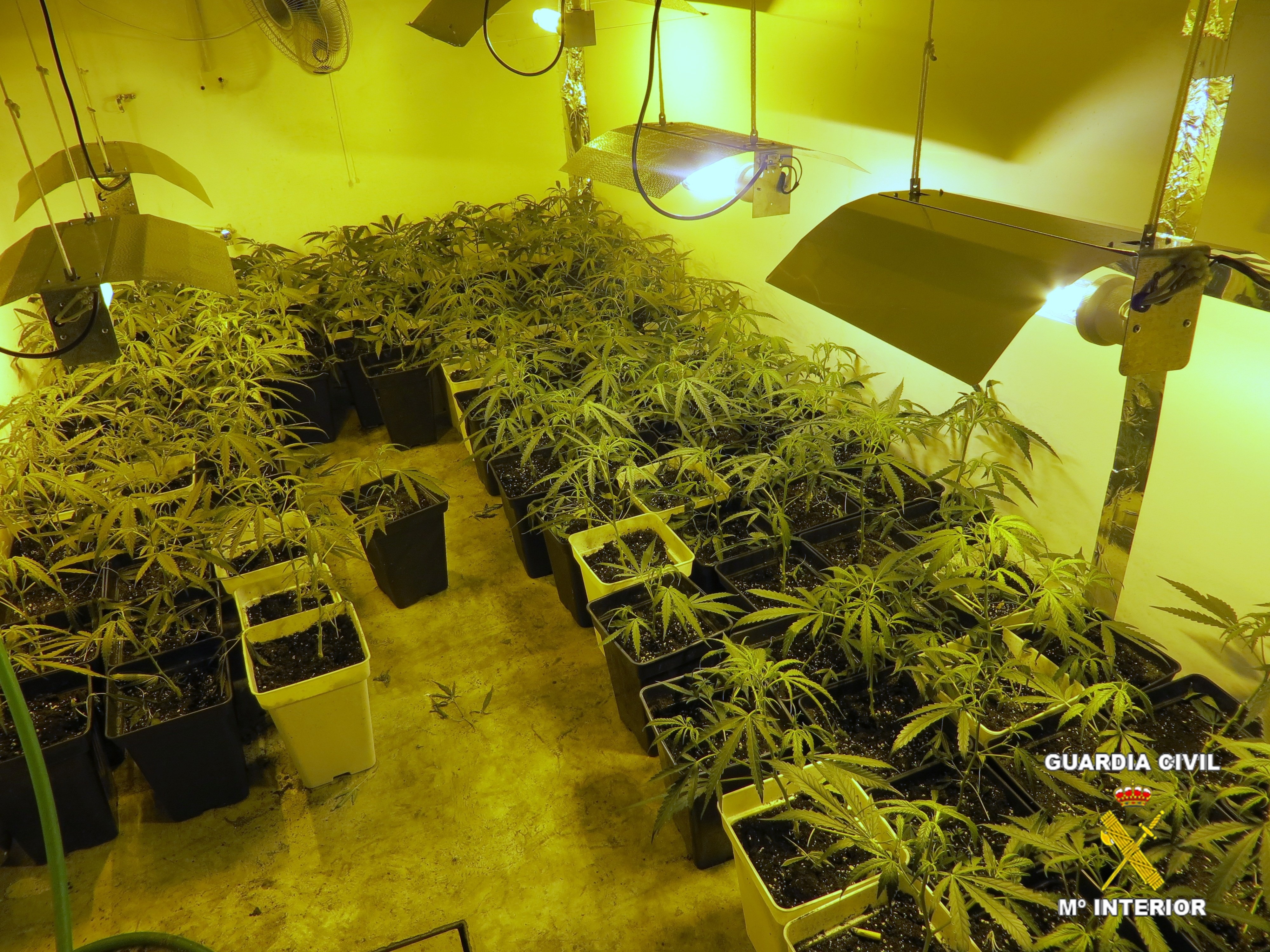 Desmantelado un punto de cultivo de marihuana con 300 plantas, en un sótano de Solana de los Barros