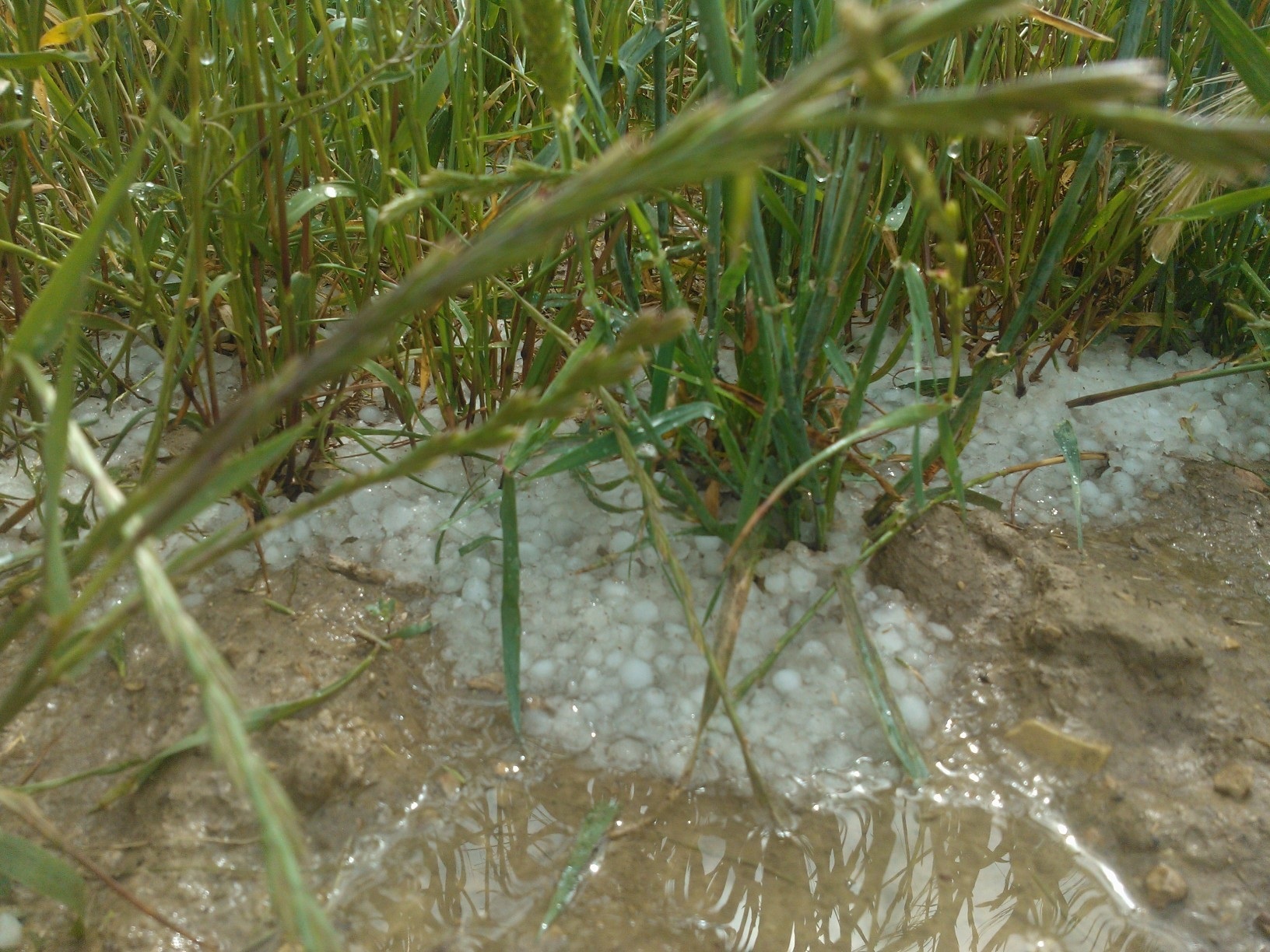 Una tormenta de granizo y agua afecta a campos de cereal y otros cultivos en la Sierra de Alcubierre