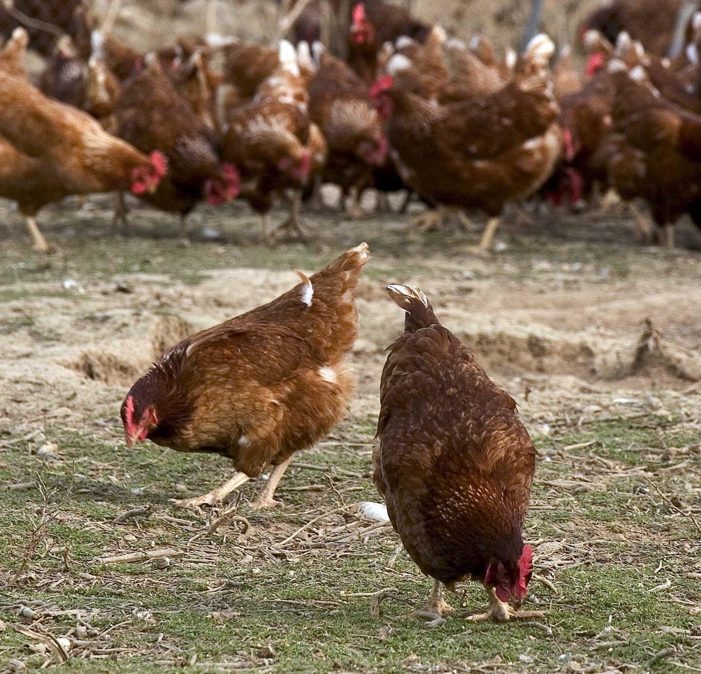 Primer caso de gripe aviar china en España en una granja de gallinas de Catalunya