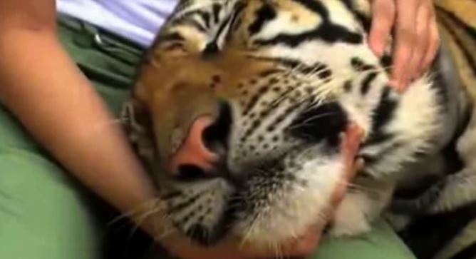 Unos monjes budistas convierten a enormes tigres de Tailandia en »gatitos» cariñosos