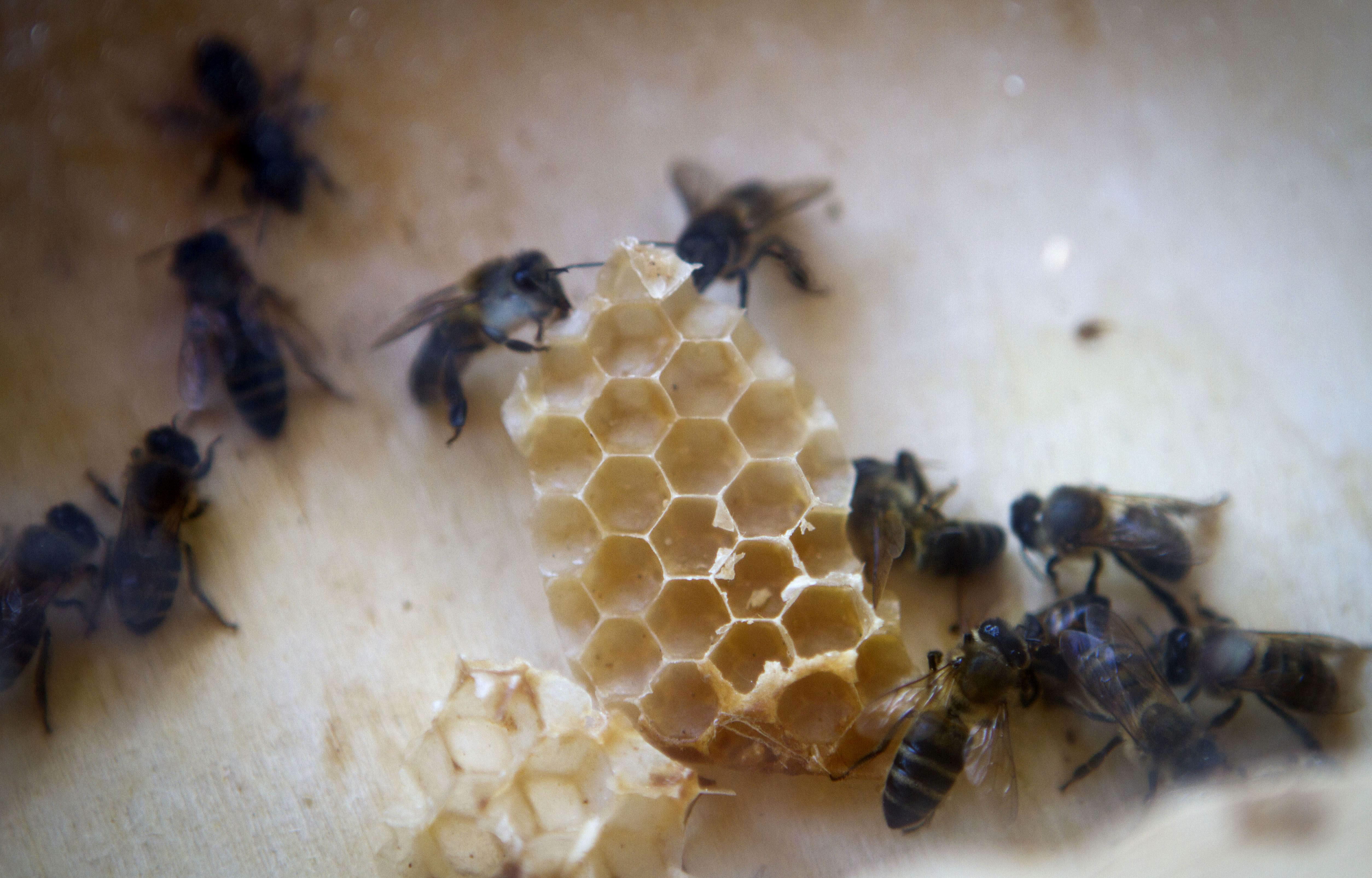 ¿Por qué los panales de las abejas son hexagonales?