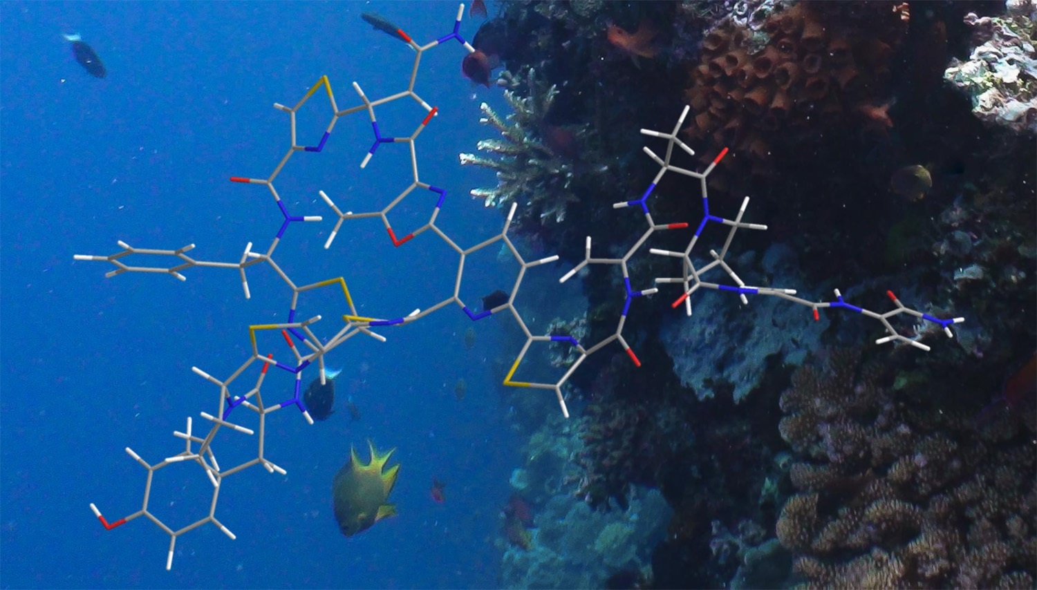 Descubren una nueva molécula antibiótica a partir de un microorganismo marino