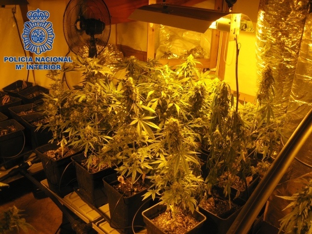 Intervenidas 100 plantas de marihuana de un laboratorio clandestino en una casa de Godella