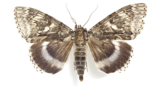 Las mariposas nocturnas ni muerden, ni pican ni dan alergia