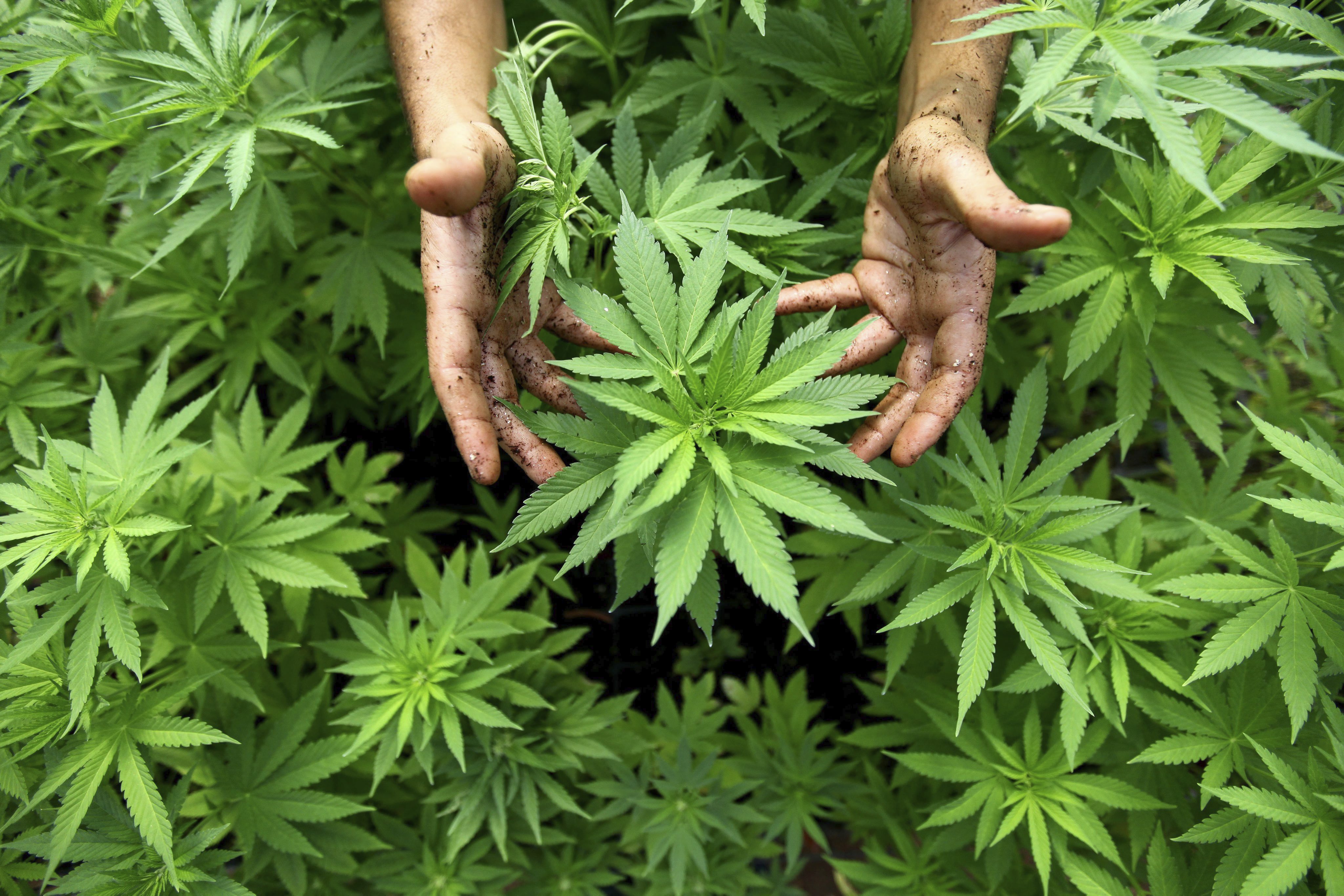 El expresidente de México, Vicente Fox, defiende la legalización de cannabis