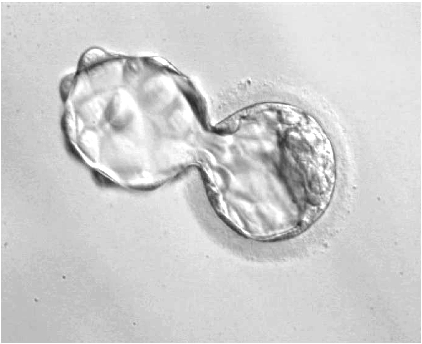 Científicos del CNIC descubren que las células del embrión temprano luchan por formar parte del organismo