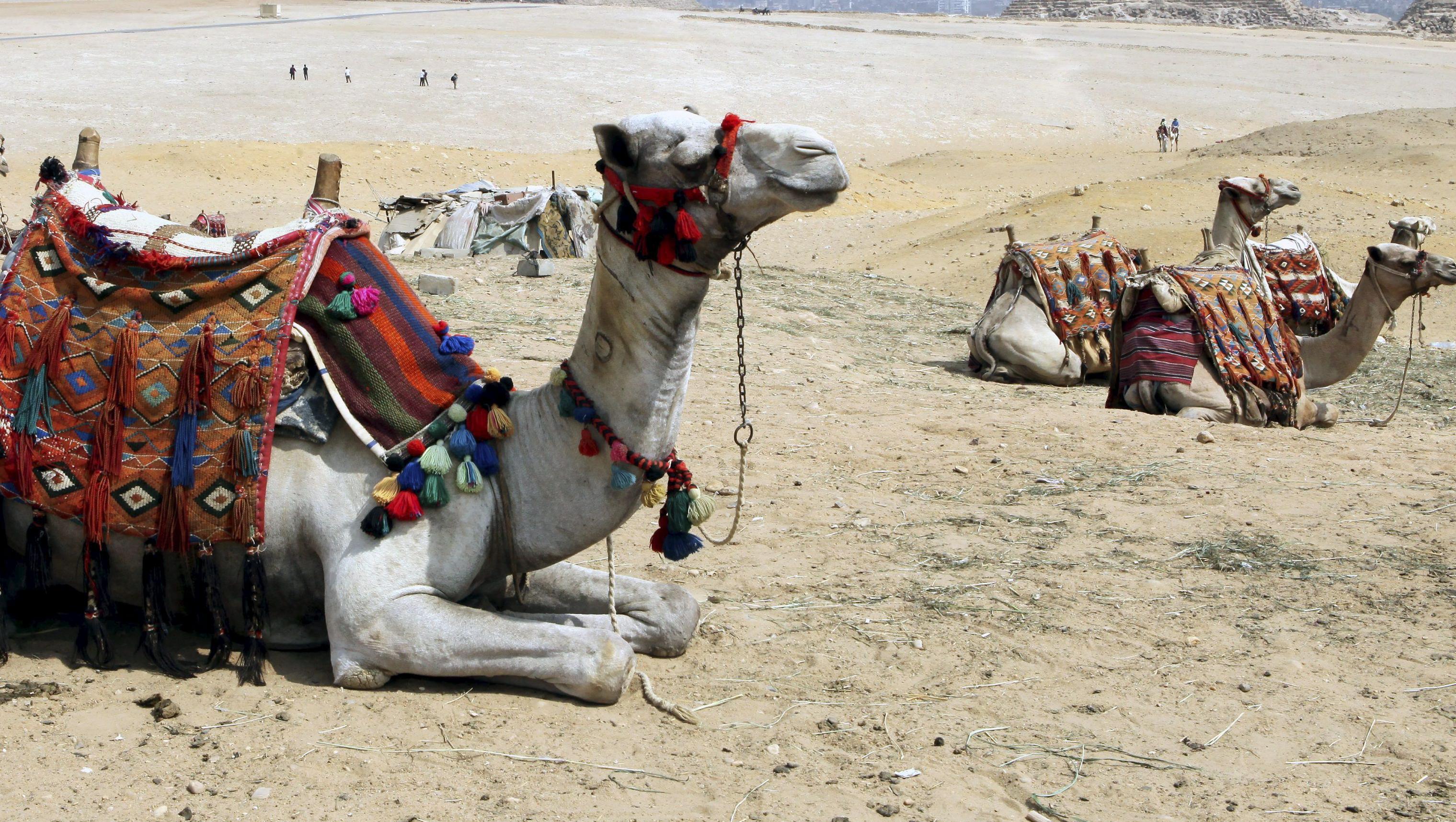 La OMS duda que los camellos sean el origen del coronavirus descubierto en humanos