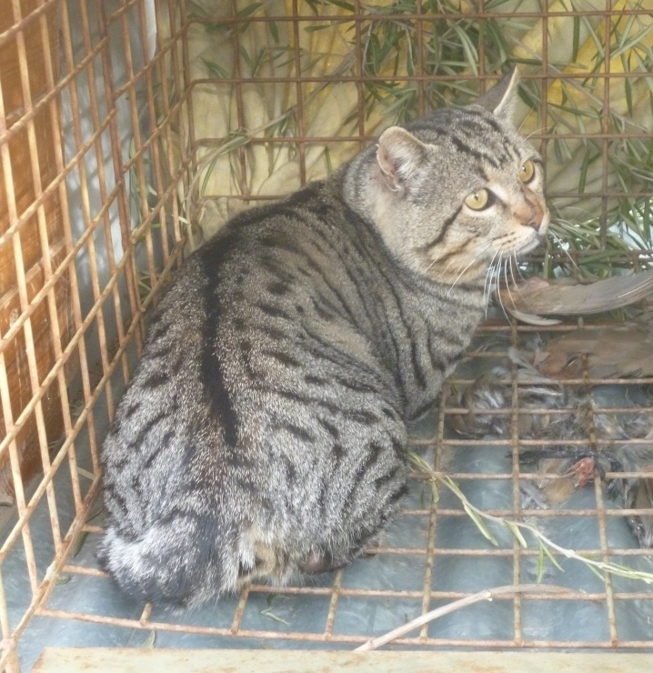 La Comunidad libera un gato montés en Mula tras permanecer en el Centro de Recuperación de Fauna Silvestre