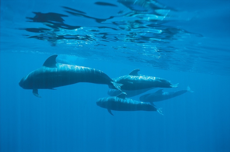 El CEA de Vitoria organiza este miércoles una actividad para observar cetáceos en la costa de Bermeo (Bizkaia)