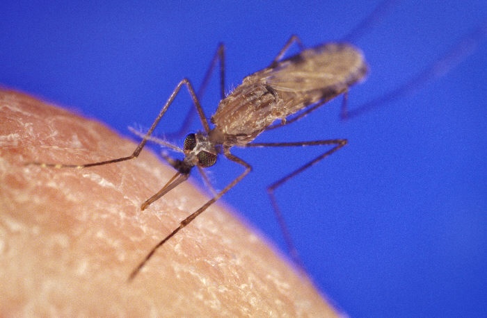Controlar las larvas de mosquitos podría ayudar a controlar la malaria en África y Asia