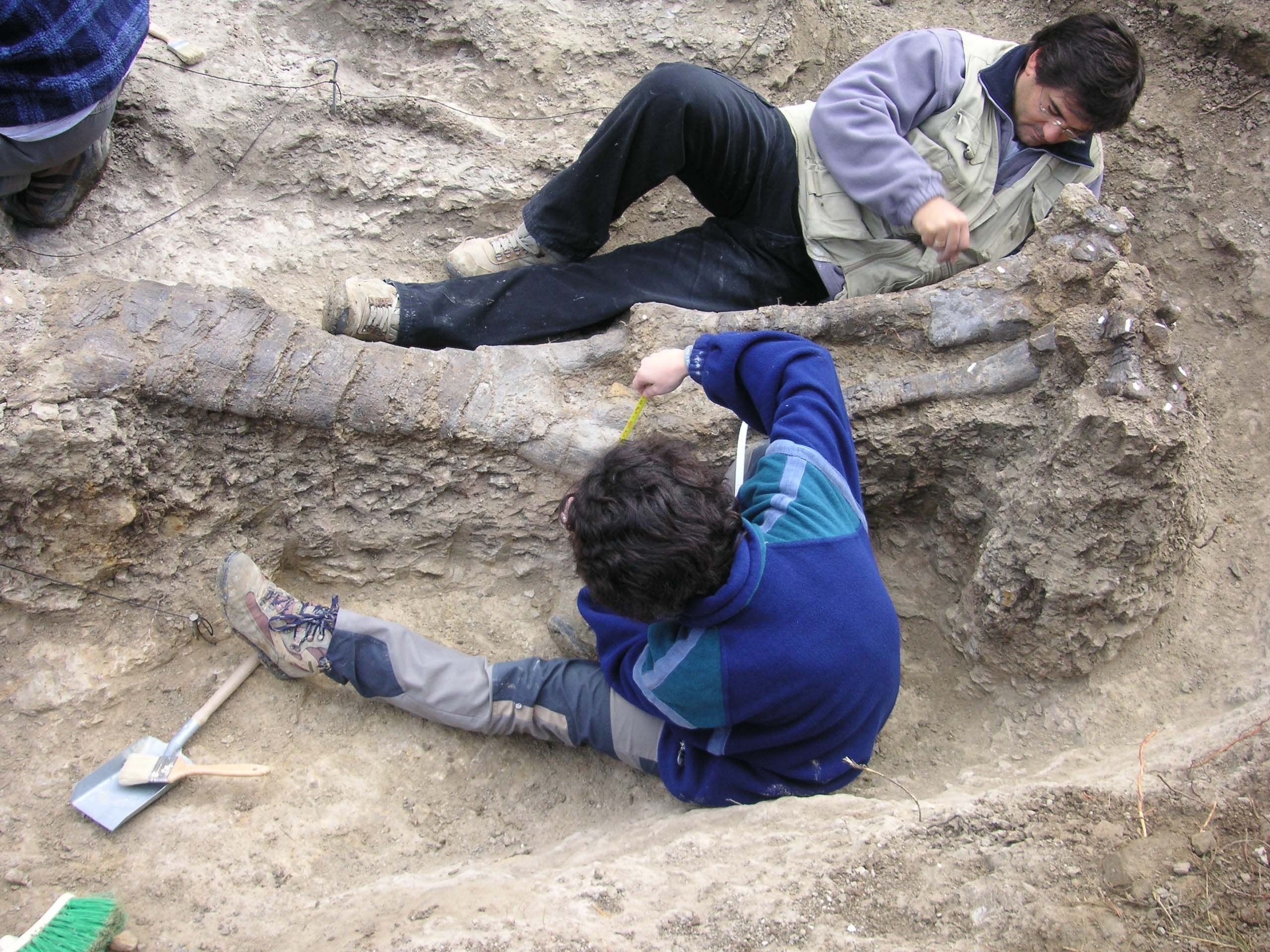 Teruel acogerá las XXX Jornadas de la Sociedad Española de Paleontología