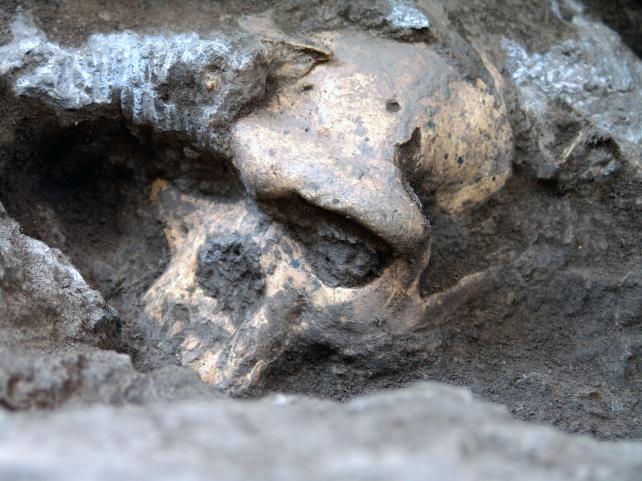 El cráneo que lo cambia todo: los primeros Homo podrían ser de la misma especie