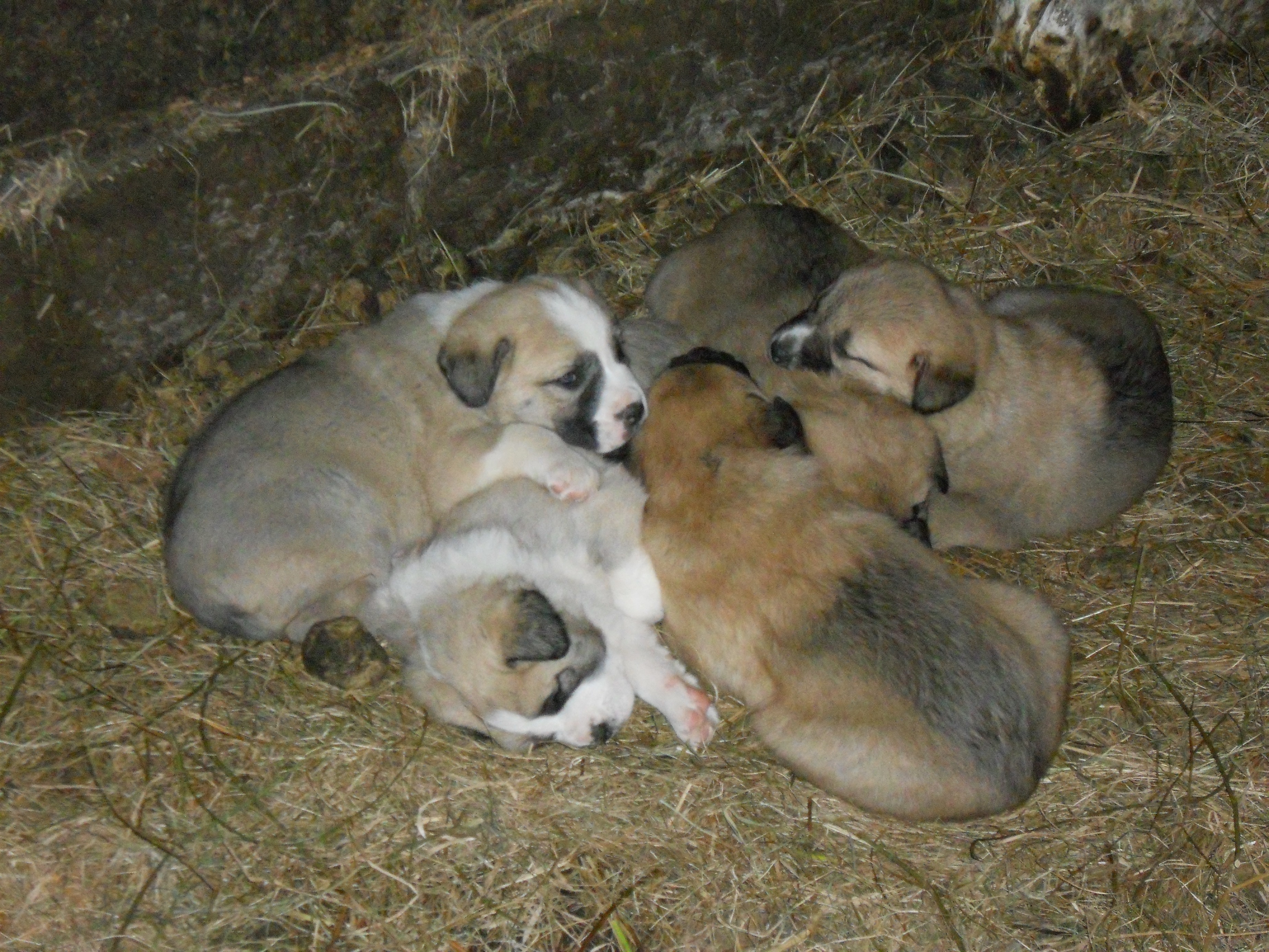 Nacen ocho cachorros de mastín en las fincas de San Roque de Riomiera y Vega de Pas de la FNYH