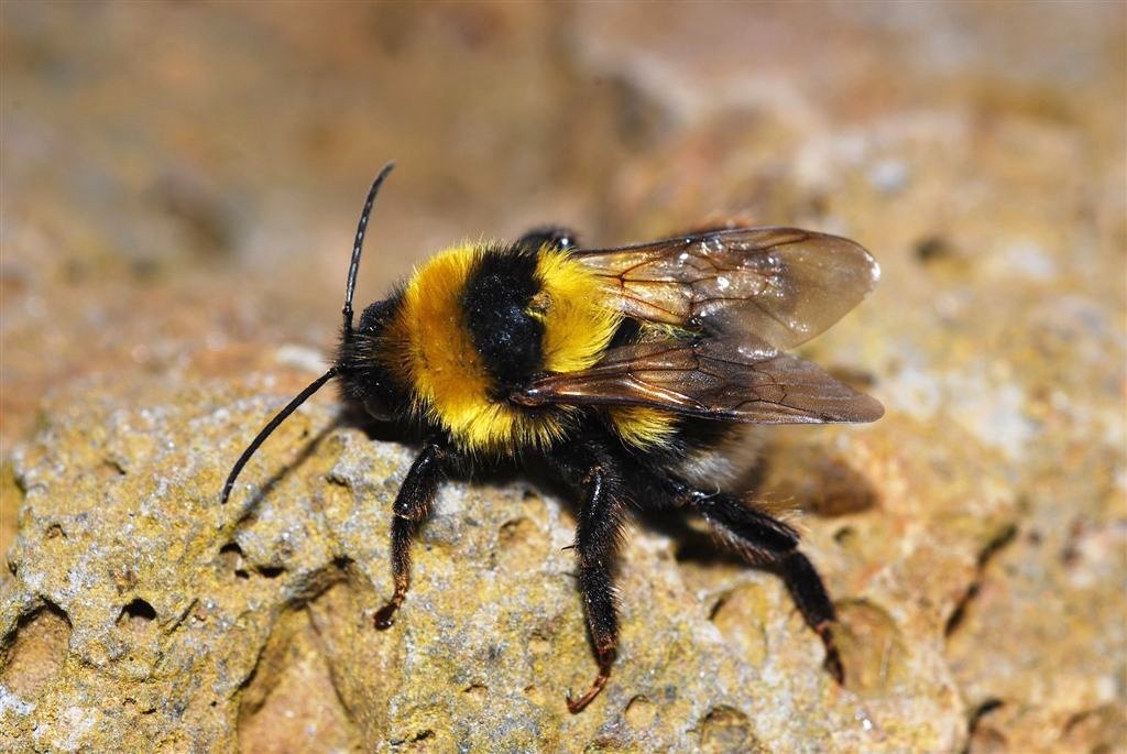 El uso de abejorros para la polinización en invernaderos está aumentando el número de pacientes alérgicos