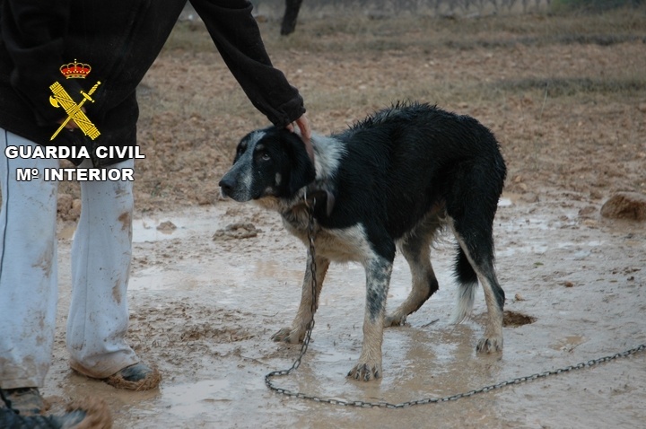 El SEPRONA encuentra en Maella a 29 perros en malas condiciones higiénico-sanitarias