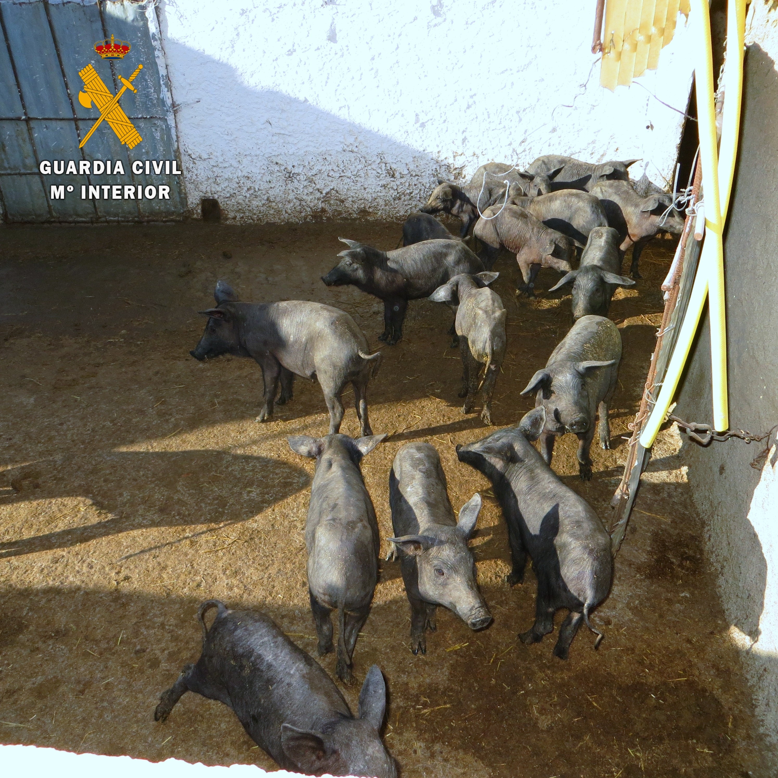 La Guardia Civil recupera 27 cerdos sustraídos de una explotación ganadera de Navalvillar de Pela (Badajoz)