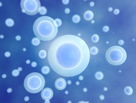 ¿Qué es una célula madre?