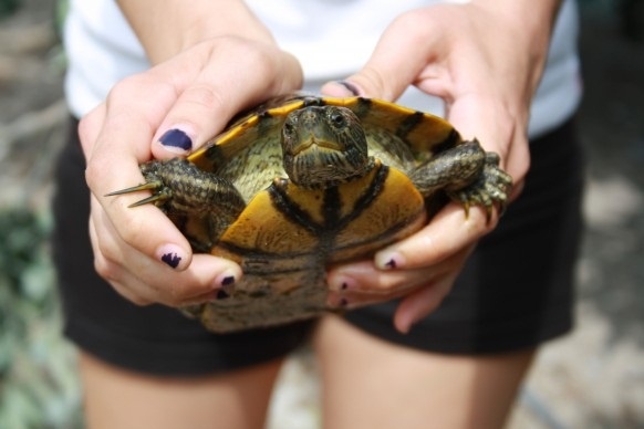 Las tortugas de agua dulce de los humedales pueden transmitir la »salmonella» a humanos
