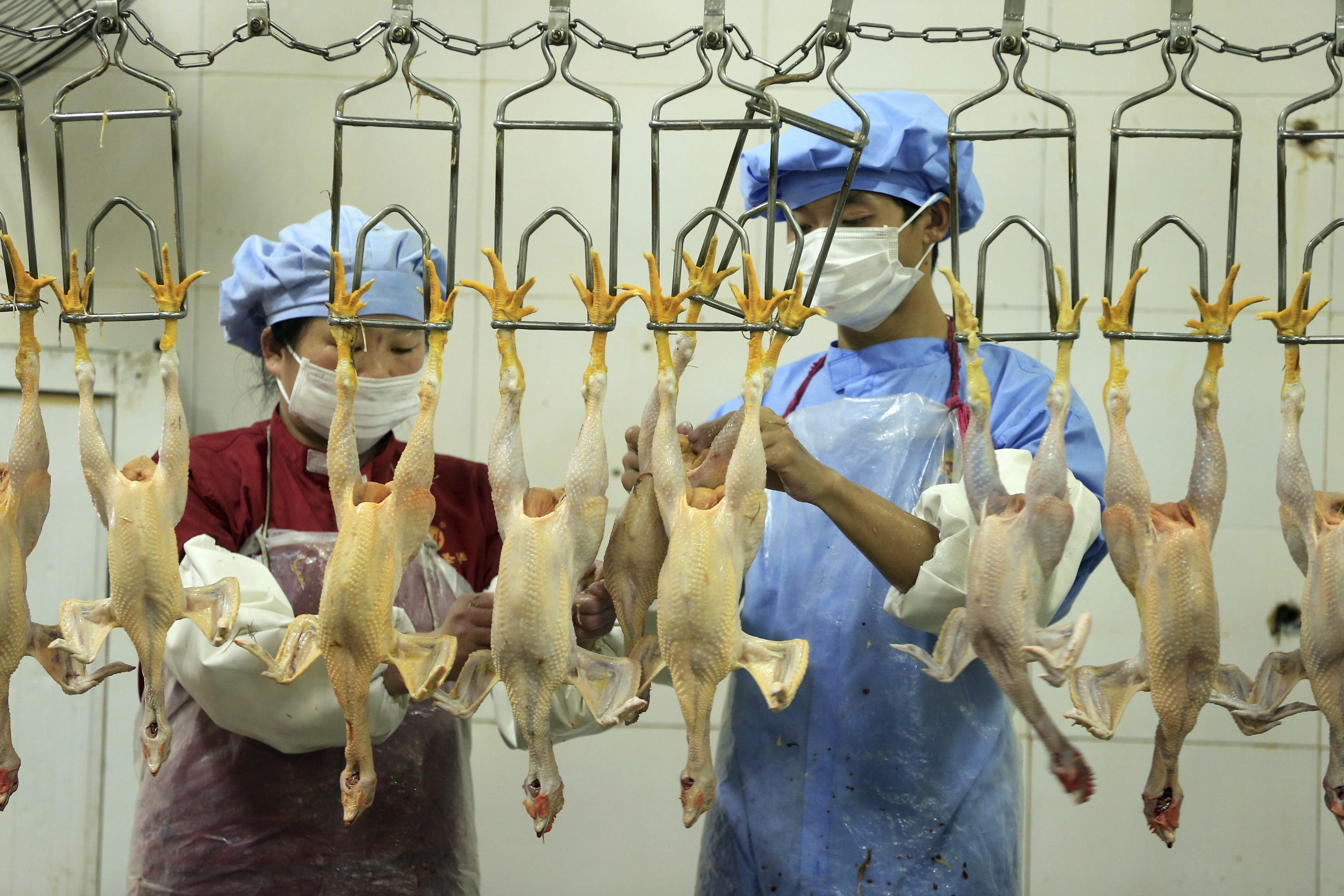 La gripe aviar es más agresiva que la común y puede afectar a varios órganos