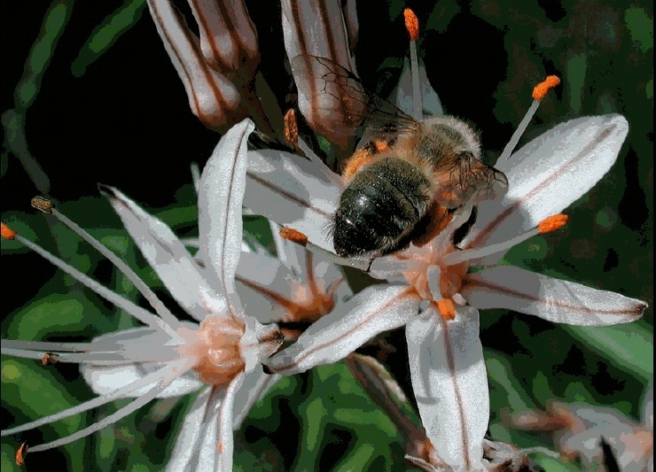 La Fundación Félix Rodríguez de la Fuente y una empresa de apicultura ecológica lanzan »Apadrina una colmena»
