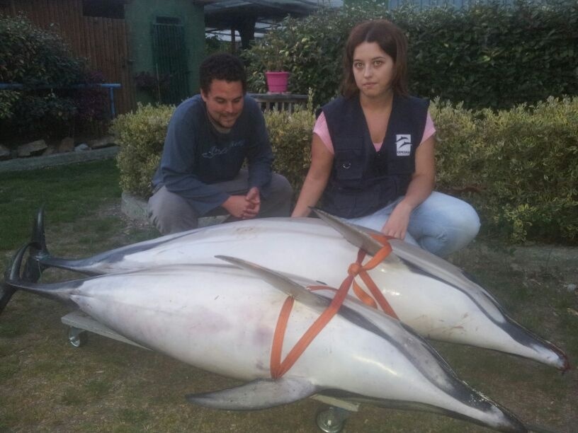 El temporal arrastra a la costa de la ría de Vigo varios delfines muertos