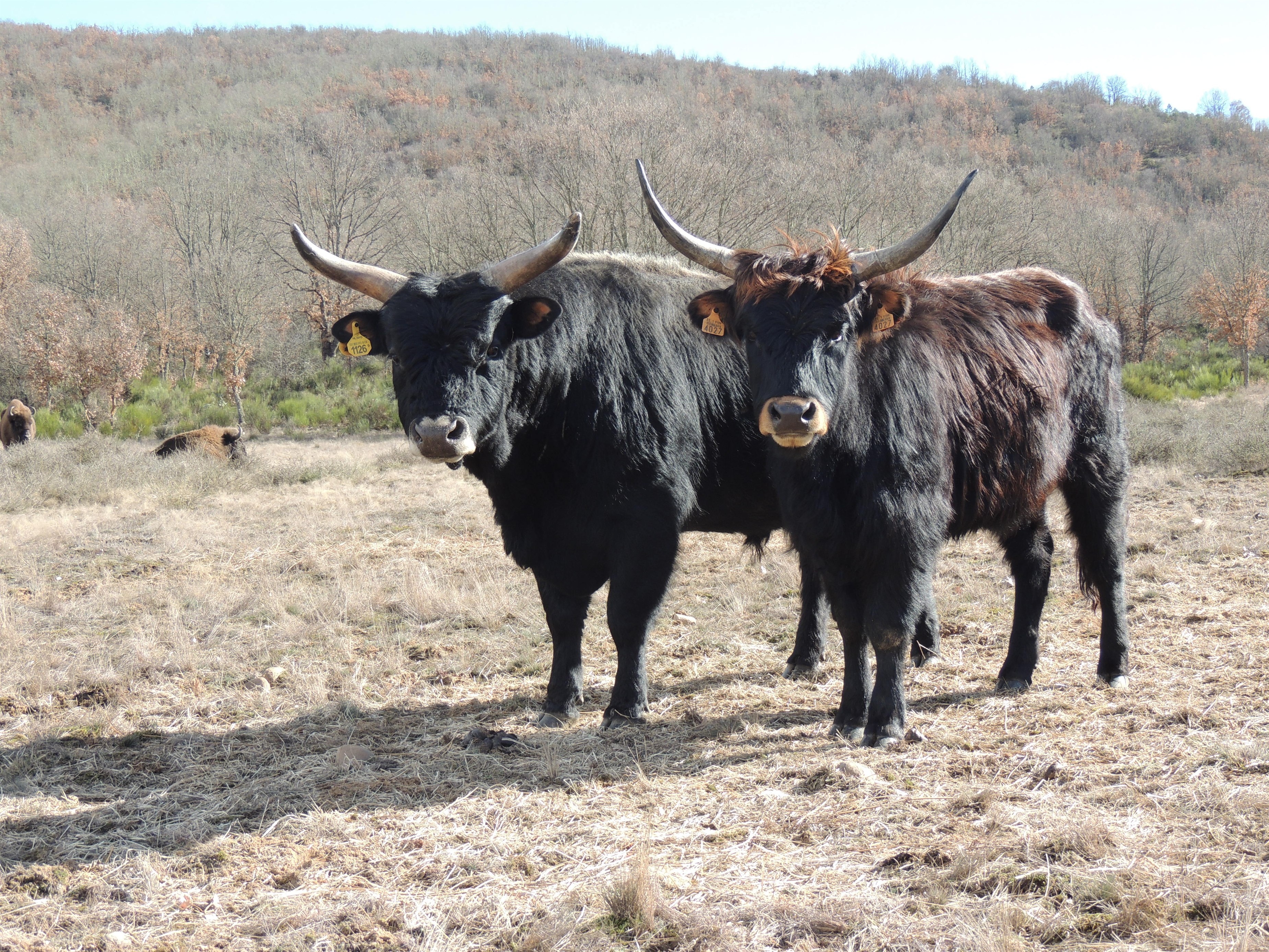La ONG »Paleolítico vivo» de Burgos incluirá el domingo 30 toros salvajes en las manadas de herbívoros de Atapuerca