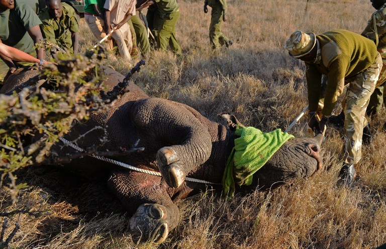 El cuerno de rinoceronte, nueva extravagancia afrodisíaca entre de los millonarios