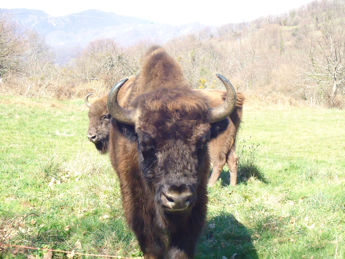 El Parque de la Prehistoria recibe a dos ejemplares de bisonte europeo con visitas guiadas al cercado
