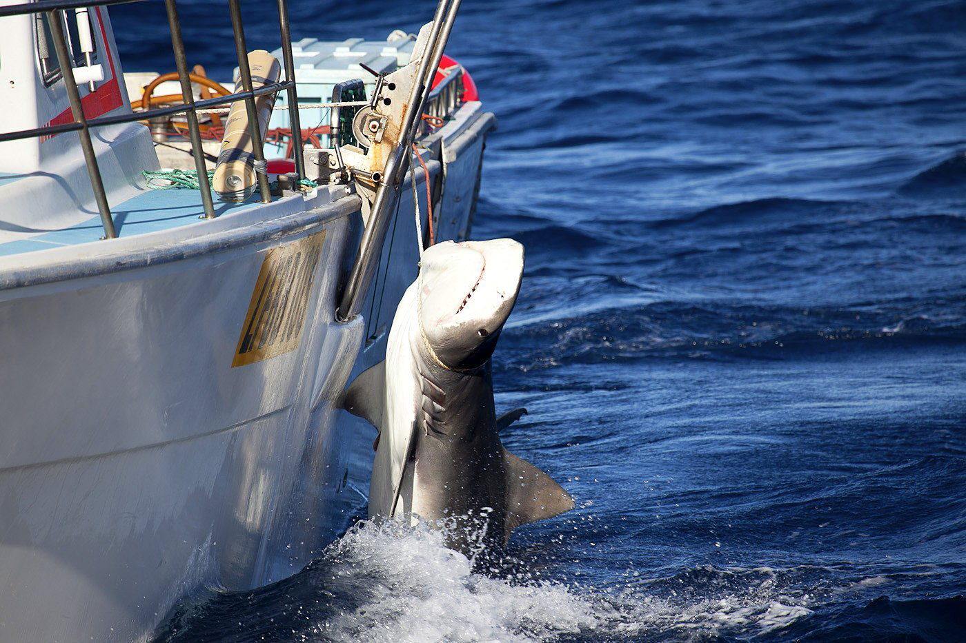 Una mujer muere en un ataque de un tiburón en el sureste de Australia