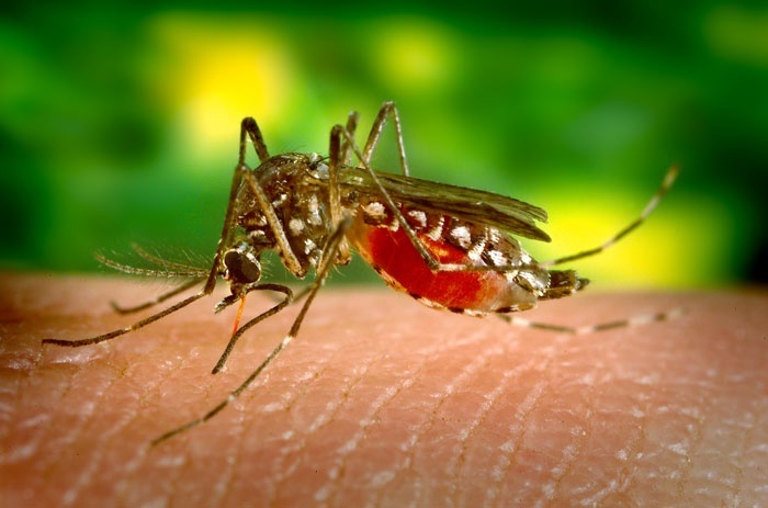 Más de 40% de la población mundial está en riesgo de contraer el dengue