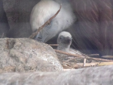 Nace una cría de buitre leonado en el Centro de Fauna Salvaje José Peña de Navas del Rey
