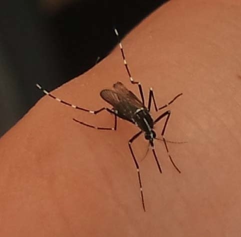 El Baix Llobregat alerta de riesgos para la salud si no se controla la presencia de mosquitos