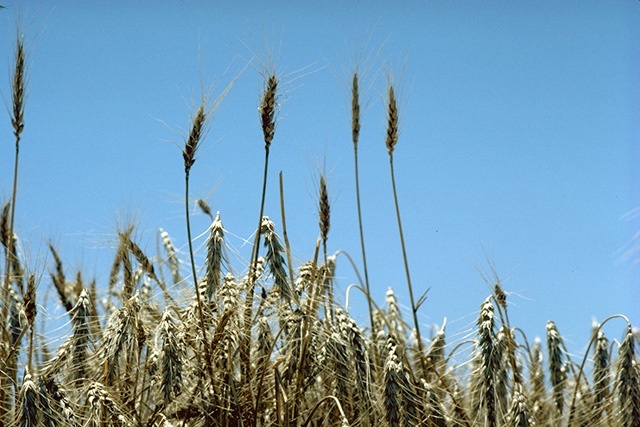 Los agricultores madrileños no tendrán que pedir permiso para cosechar este verano