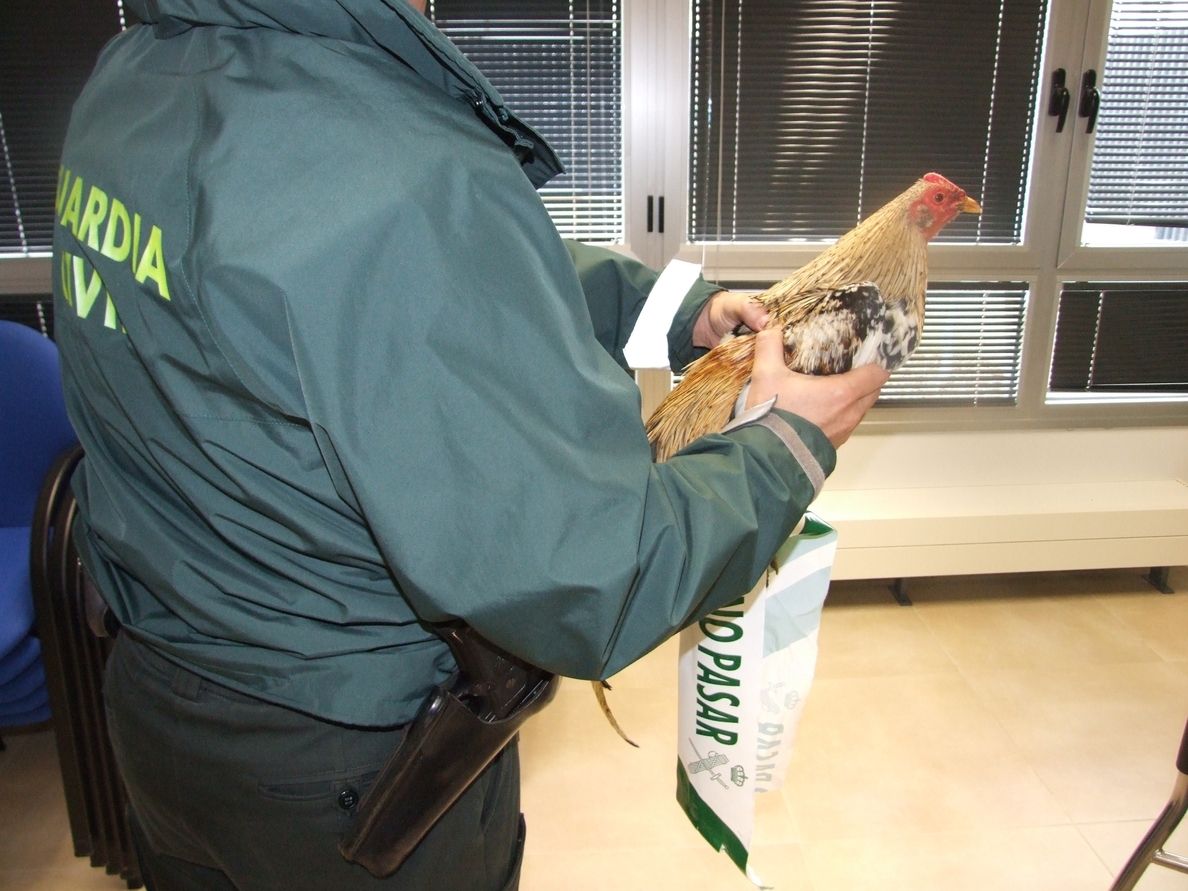 Desarticulada una red supuestamente dedicada a venta y distribución ilegal de gallos de pelea
