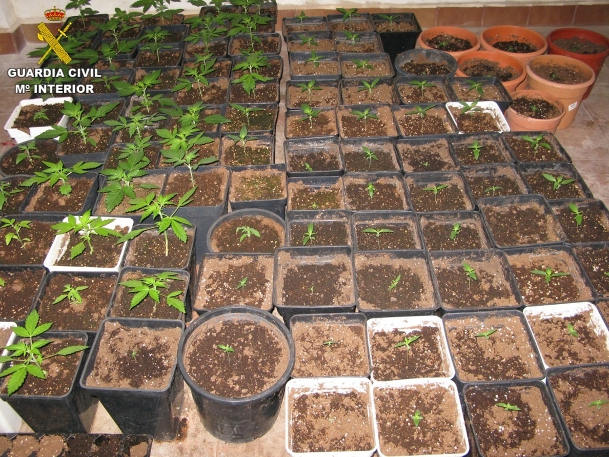 Desmantelados dos laboratorios clandestinos de cultivo de marihuana en Oliva y Llombay