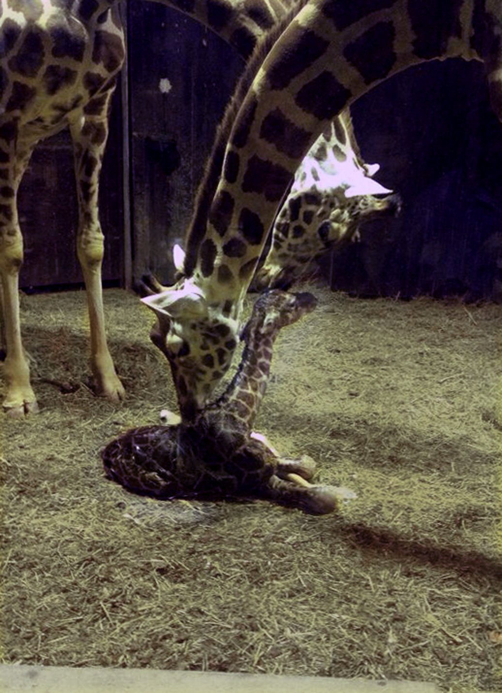 Una jirafa de 60 kilos y 1,7 metros, nuevo habitante del Zoo desde ayer