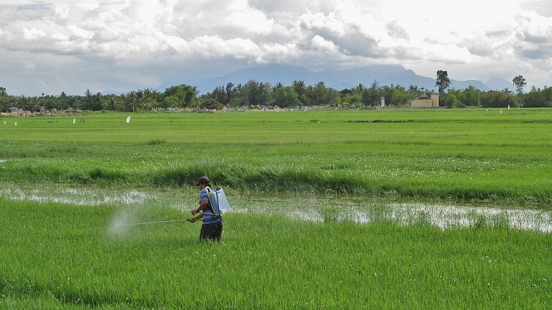 El Gobierno podría pedir a la CE que suspenda las condiciones arancelarias del arroz de Camboya y Myanmar