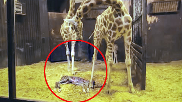 Nace en el Zoo de Madrid la segunda cría de jirafa en menos de una semana