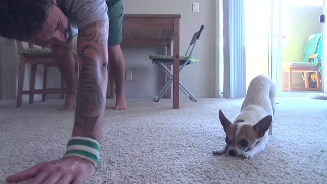 El perro más obediente del mundo hace yoga