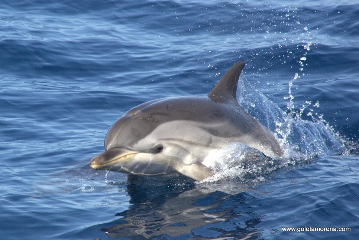Proyecto Cetáceo Libre avista ballenas y grupos de delfines en las costas de Alicante