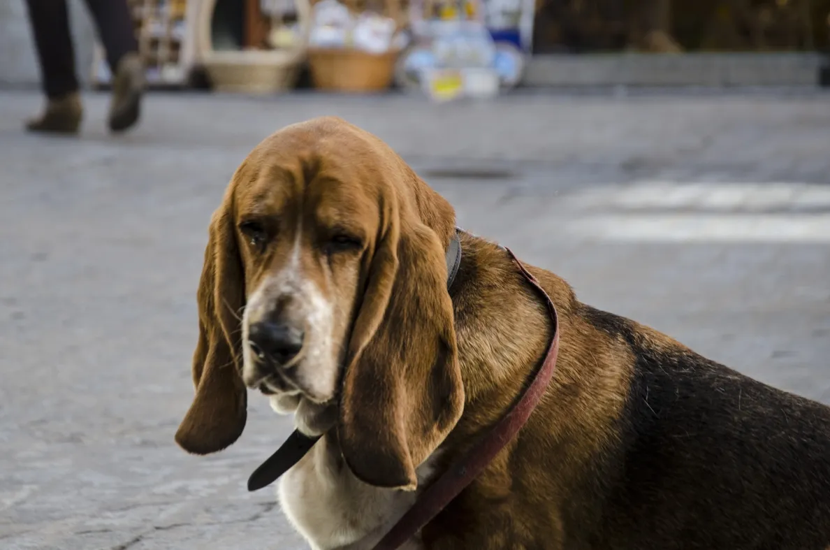 Miles de perros envenenados en EEUU por alimentos importados de China