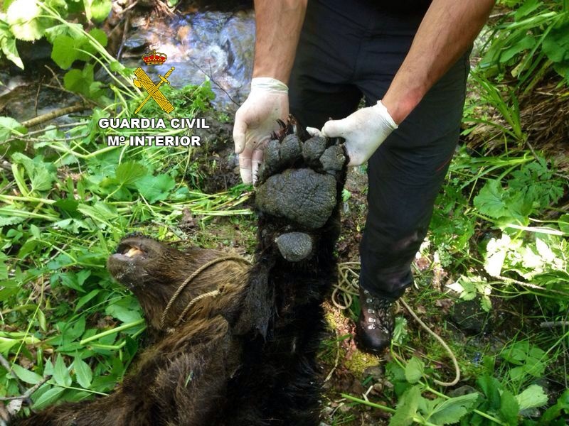 Seprona descarta existencia de cebos envenenados en la zona donde se encontró muerto un Oso Pardo en Villablino (León)