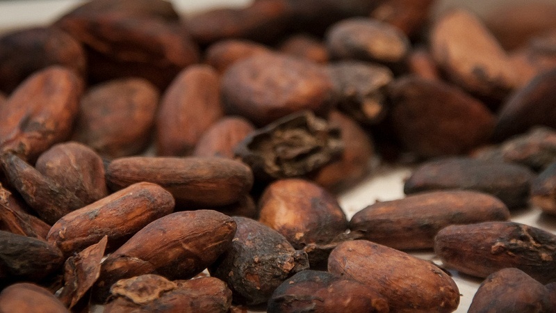 El extracto de cacao puede actuar como método de prevención del alzheimer