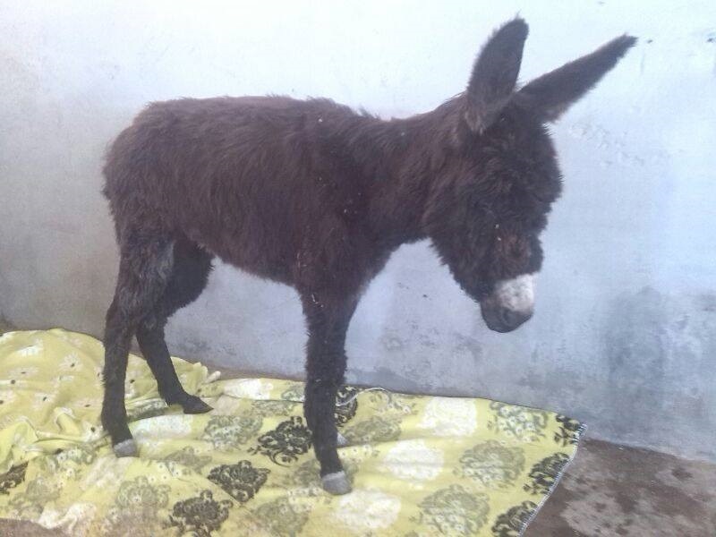 Imputan a tres personas, entre ellos dos menores, por apalear a un burro en Almería