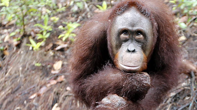 Un orangután se niega a soltar su peluche en el control del aeropuerto de París