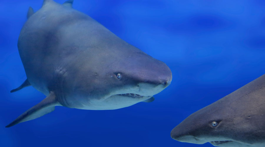 Tres ataques de tiburón en España desde el siglo XIX