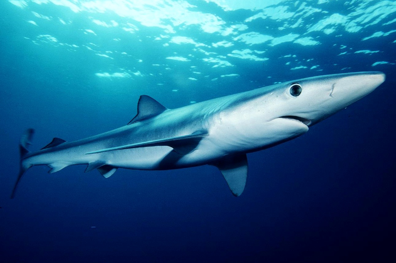 Los tiburones de visita en las costas españolas