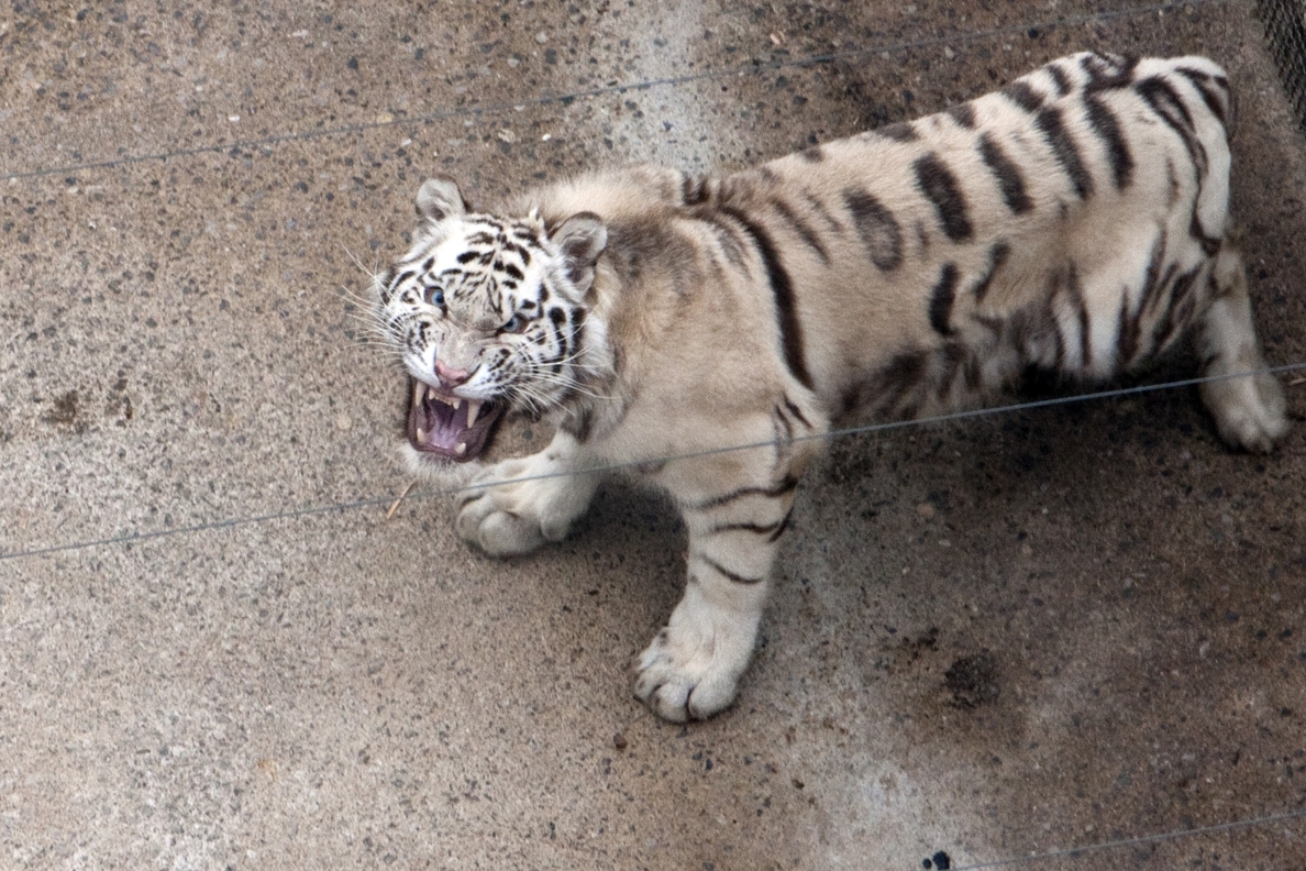 Cabárceno desarrollará un programa de reproducción de tigre blanco