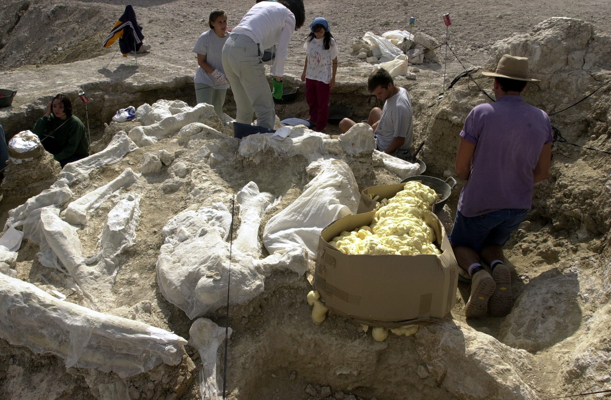 Extraen el mayor esqueleto de jirafa fósil de España en yacimiento de Madrid